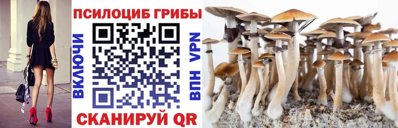 MEGA ссылка  Сосновый Бор  Псилоцибиновые грибы Psilocybine cubensis 